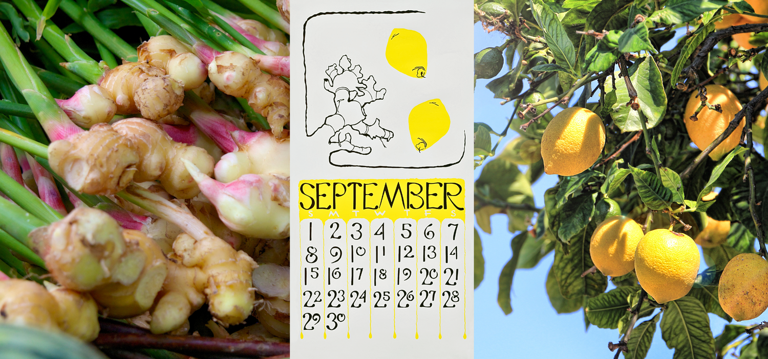 Sofia's story of September 2024