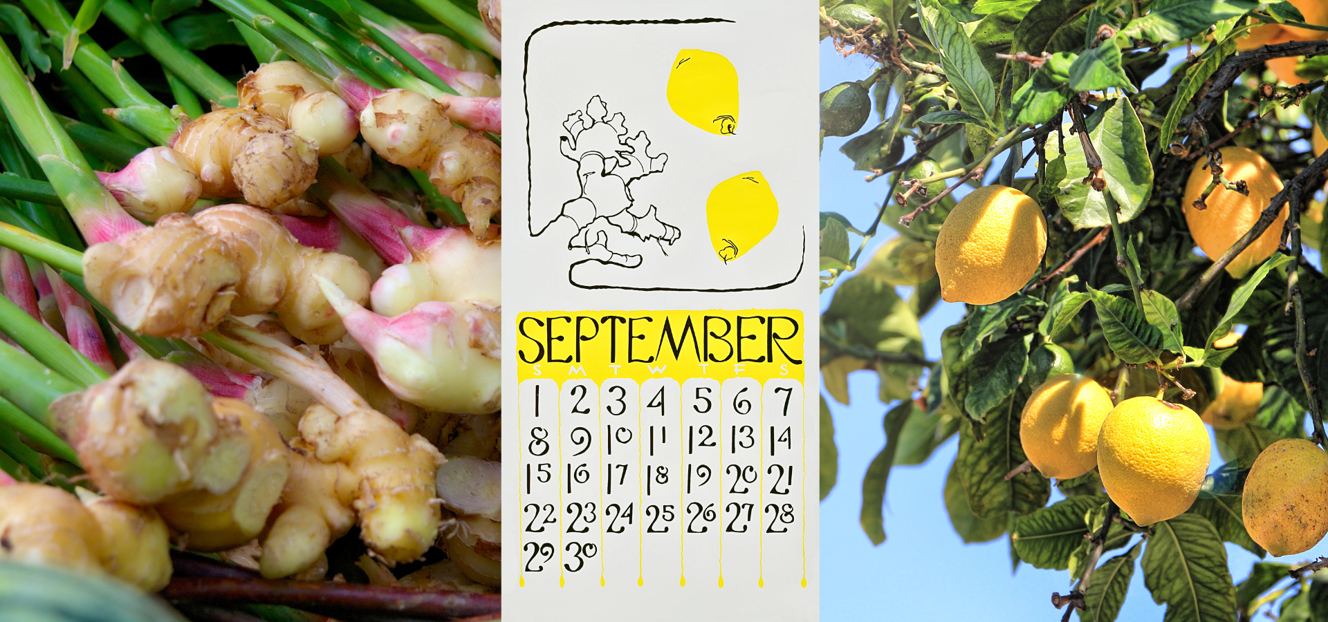 Sofia's story of September 2024