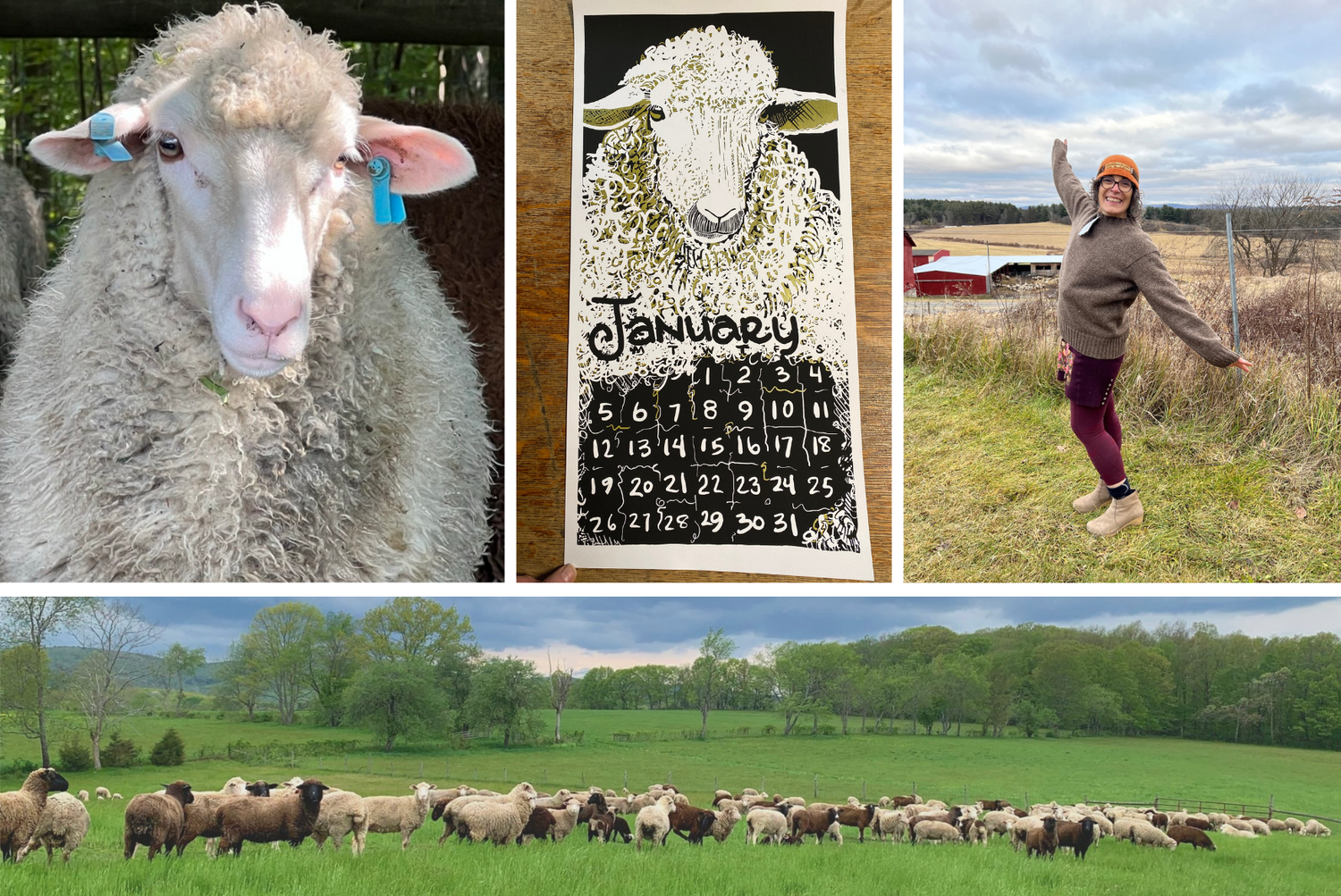 Our January 2025 Image - The Dolphin Studio